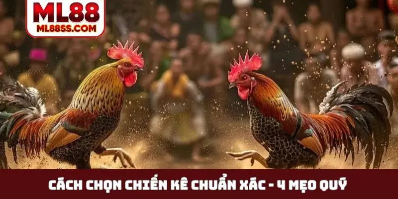 Cách chọn chiến kê chuẩn xác