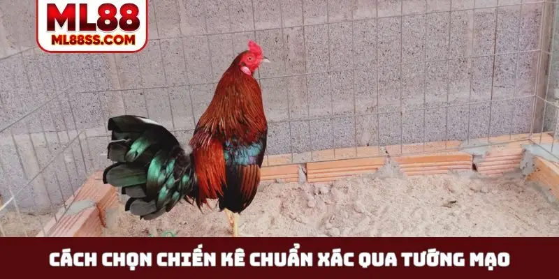 Cách chọn chiến kê chuẩn xác qua tướng mạo