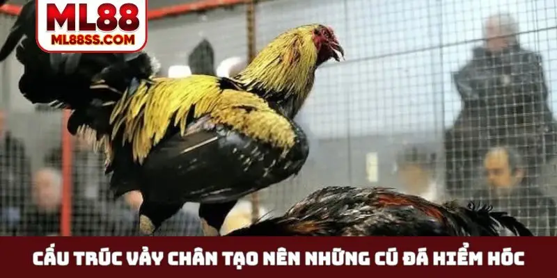 Cấu trúc vảy chân tạo nên những cú đá hiểm hóc