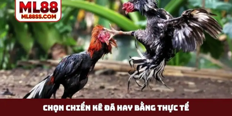 Chọn chiến kê đá hay bằng thực tế