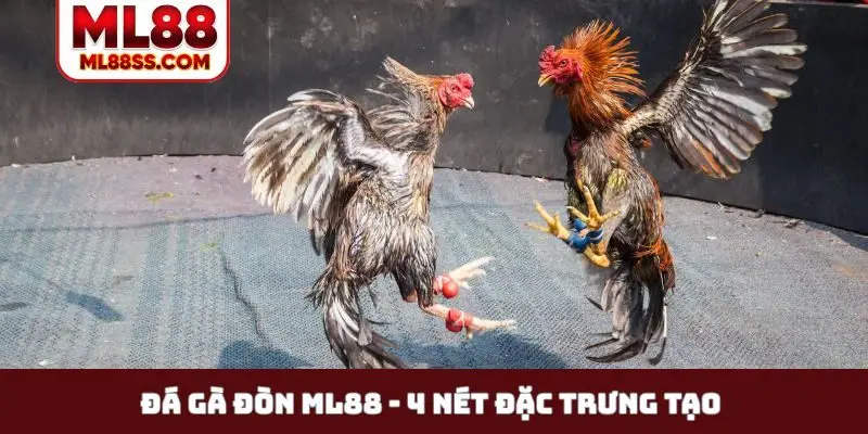 Đá gà đòn ML88