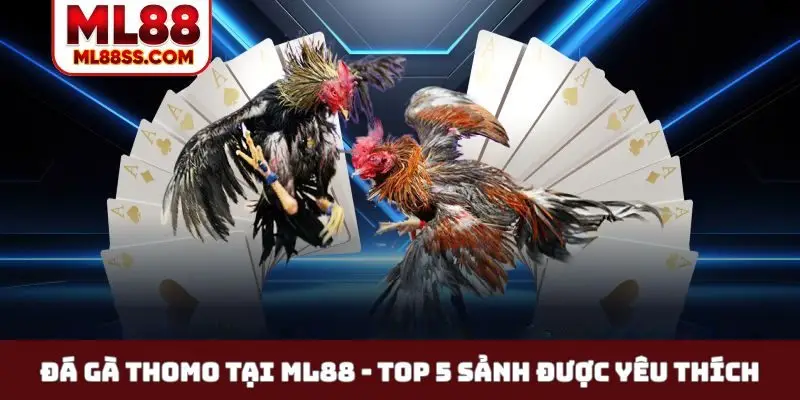 Đá gà Thomo tại ML88
