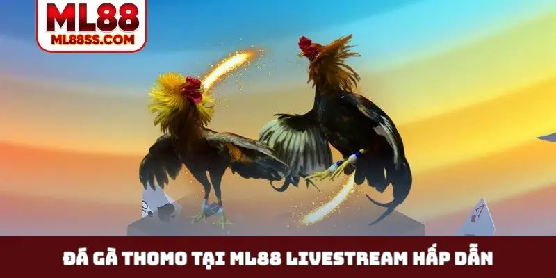 Đá gà Thomo tại ML88 livestream hấp dẫn
