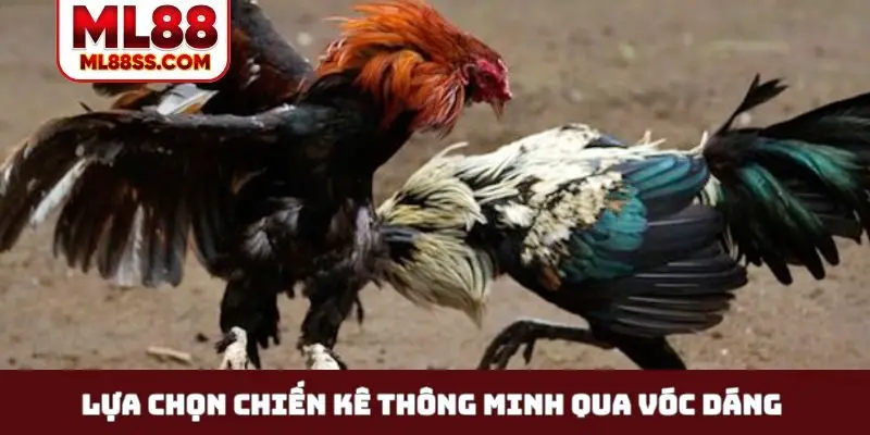 Lựa chọn chiến kê thông minh qua vóc dáng