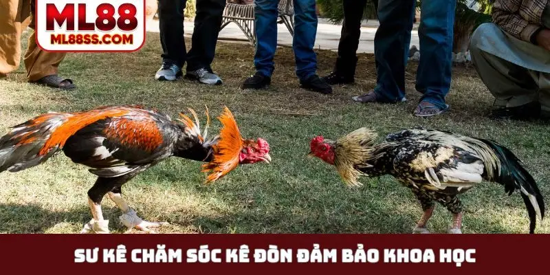 Sư kê chăm sóc kê đòn đảm bảo khoa học