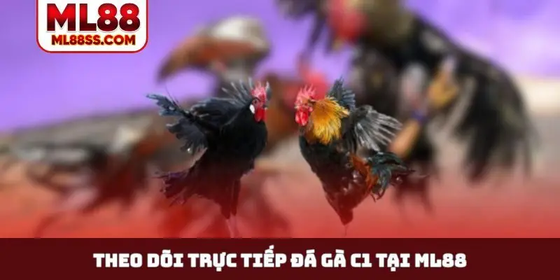 Theo dõi trực tiếp đá gà C1 tại ML88