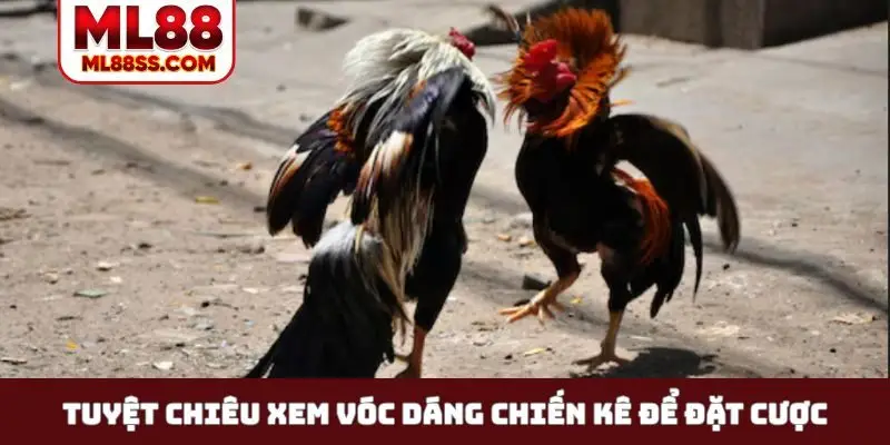 Tuyệt chiêu xem vóc dáng chiến kê để đặt cược