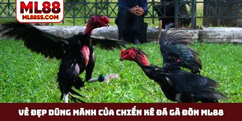 Vẻ đẹp dũng mãnh của chiến kê đá gà đòn ML88